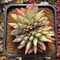 Echeveria Agavoides 'Mazestar' Crested 4" Succulent Plant Cutting