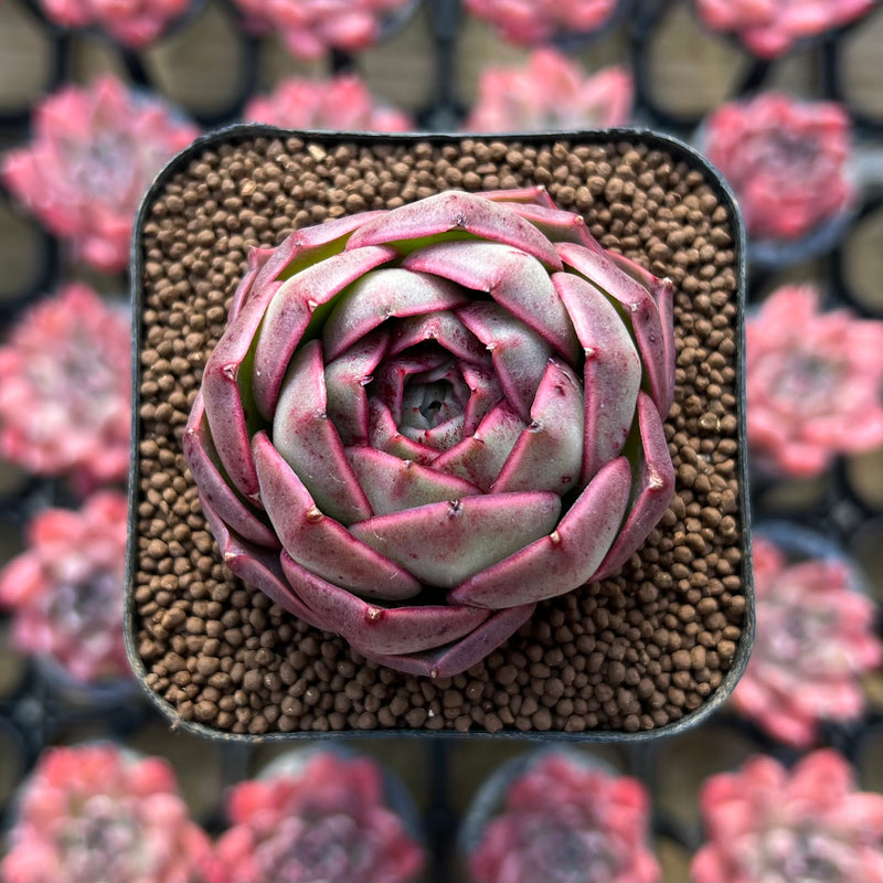 Echeveria 'Bianca' 1"-2" New Hybrid Succulent Plant