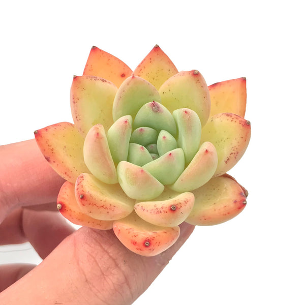 Echeveria 'Snow Queen' 2" Rare Succulent Plant