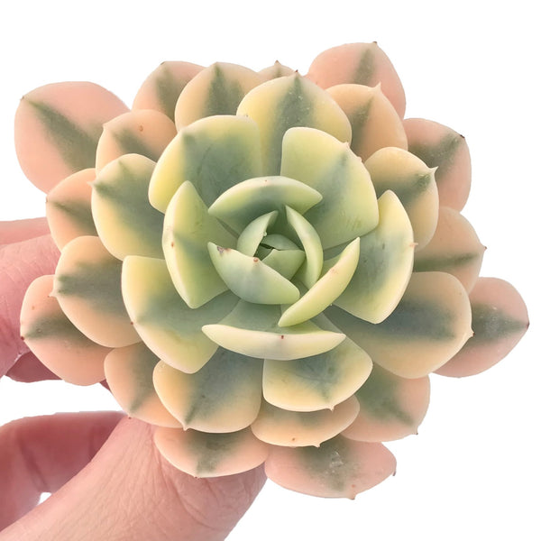 Echeveria Runyonii Variegated (Aka Echeveria 'Akaihosi' Variegated) 2" Succulent Plant