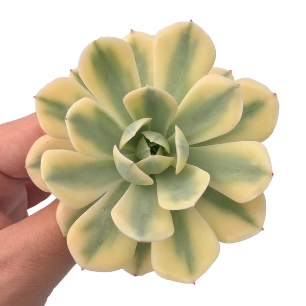 Echeveria Runyonii Variegated (Aka Echeveria 'Akaihosi' Variegated) 3"-4" Succulent Plant