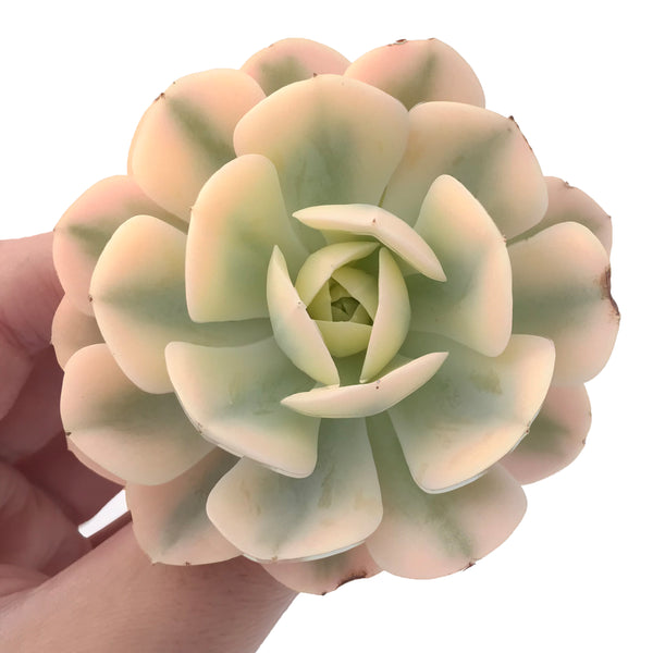 Echeveria Runyonii Variegated (Aka Echeveria 'Akaihosi' Variegated) 3" Succulent Plant