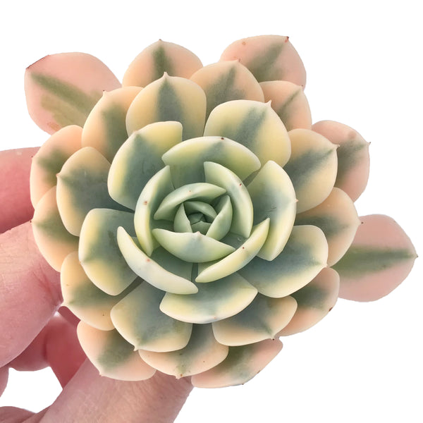 Echeveria Runyonii Variegated (Aka Echeveria 'Akaihosi' Variegated) 2" Succulent Plant