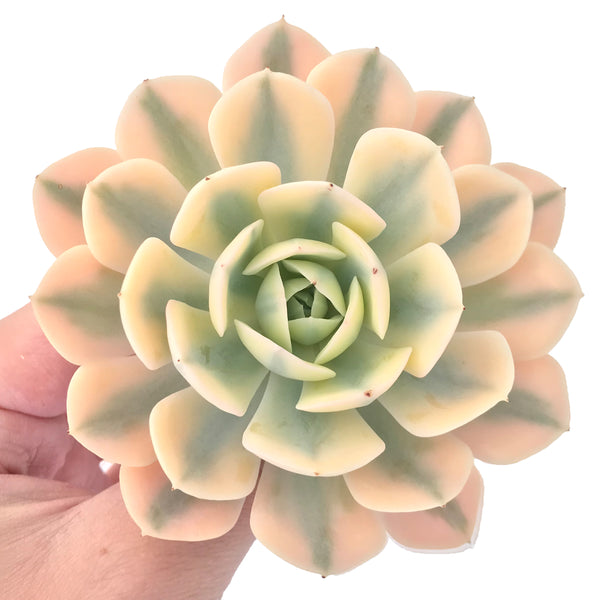 Echeveria Runyonii Variegated (Aka Echeveria 'Akaihosi' Variegated) 4" Succulent Plant