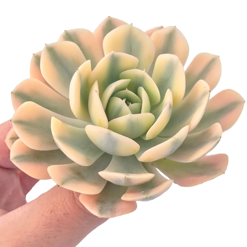 Echeveria Runyonii Variegated (Aka Echeveria 'Akaihosi' Variegated) 4" Succulent Plant