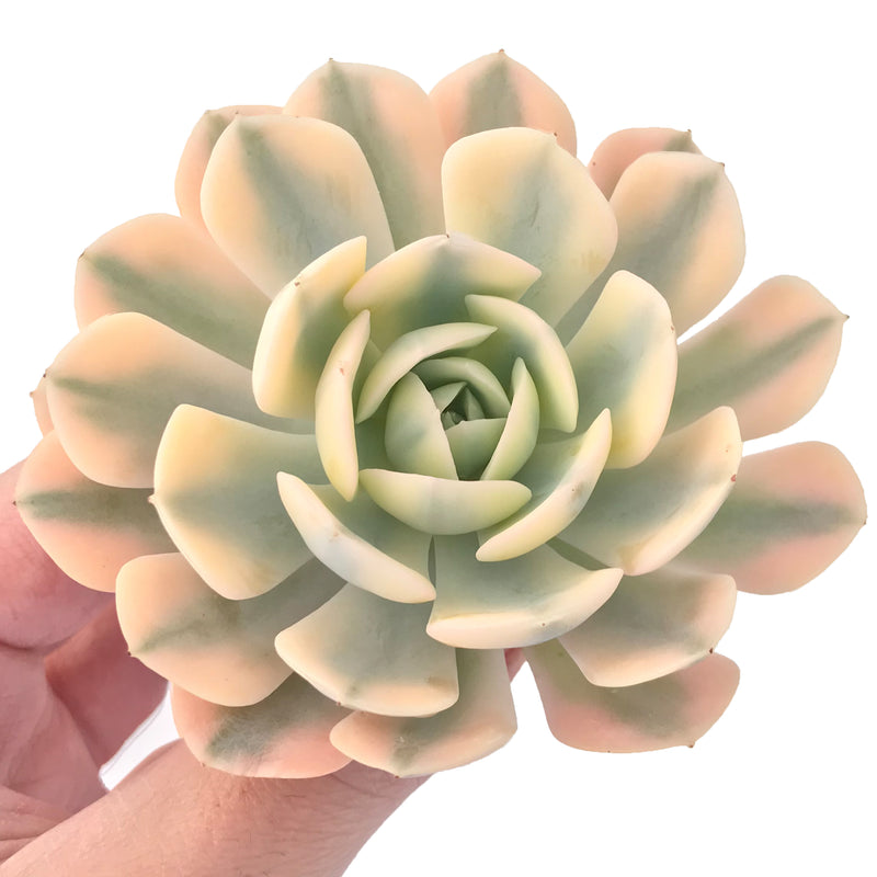 Echeveria Runyonii Variegated (Aka Echeveria 'Akaihosi' Variegated) 4" Succulent Plant