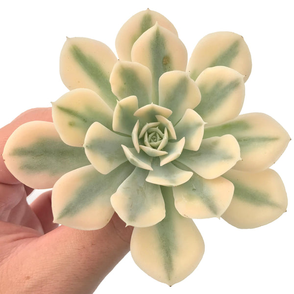 Echeveria Runyonii Variegated (Aka Echeveria 'Akaihosi' Variegated) 3"-4" Succulent Plant