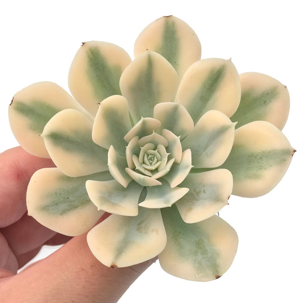 Echeveria Runyonii Variegated (Aka Echeveria 'Akaihosi' Variegated) 3"-4" Succulent Plant