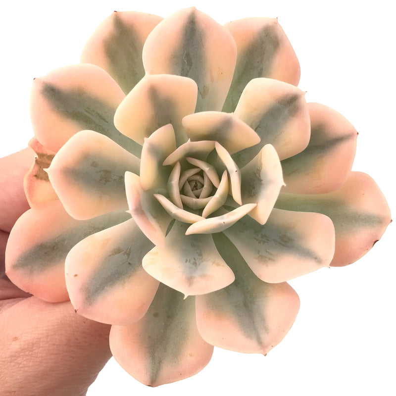 Echeveria Runyonii Variegated (Aka Echeveria 'Akaihosi' Variegated) 2" Succulent Plant