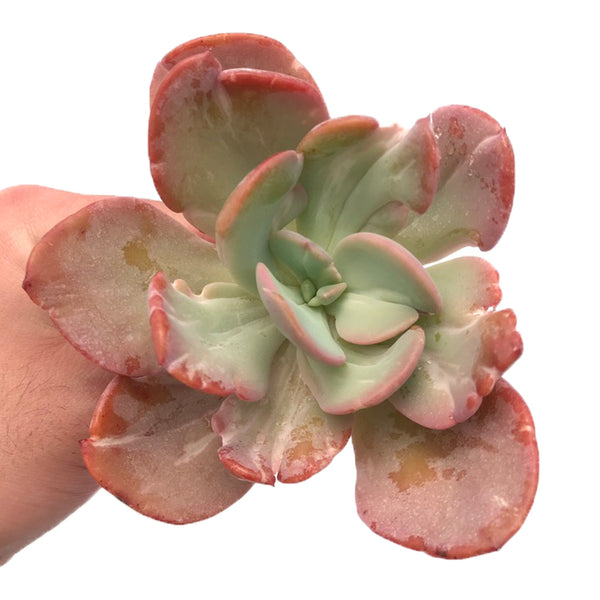 Echeveria 'Beserk' Variegated 5"+ Succulent Plant