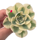 Echeveria ‘Compton Carousel’ 3" Variegated Rare Succulent Plant