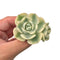 Echeveria 'Compton Carousel' Variegated 3" Rare Succulent Plant