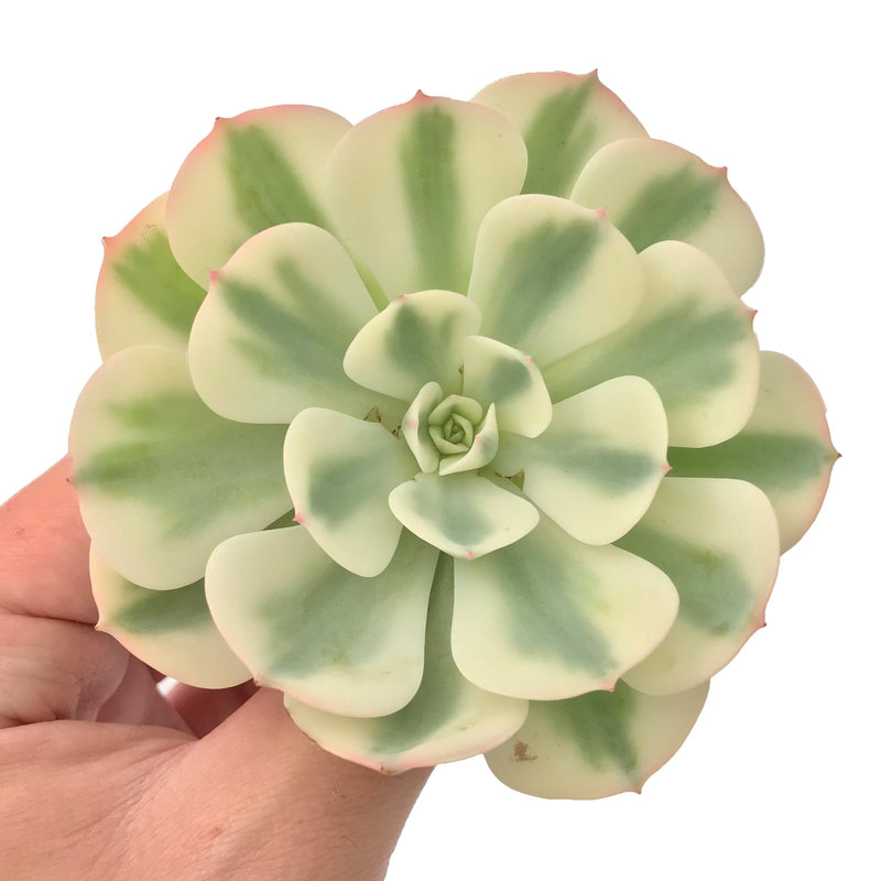 Echeveria 'Compton Carousel' Variegated 3"-4" Succulent Plant