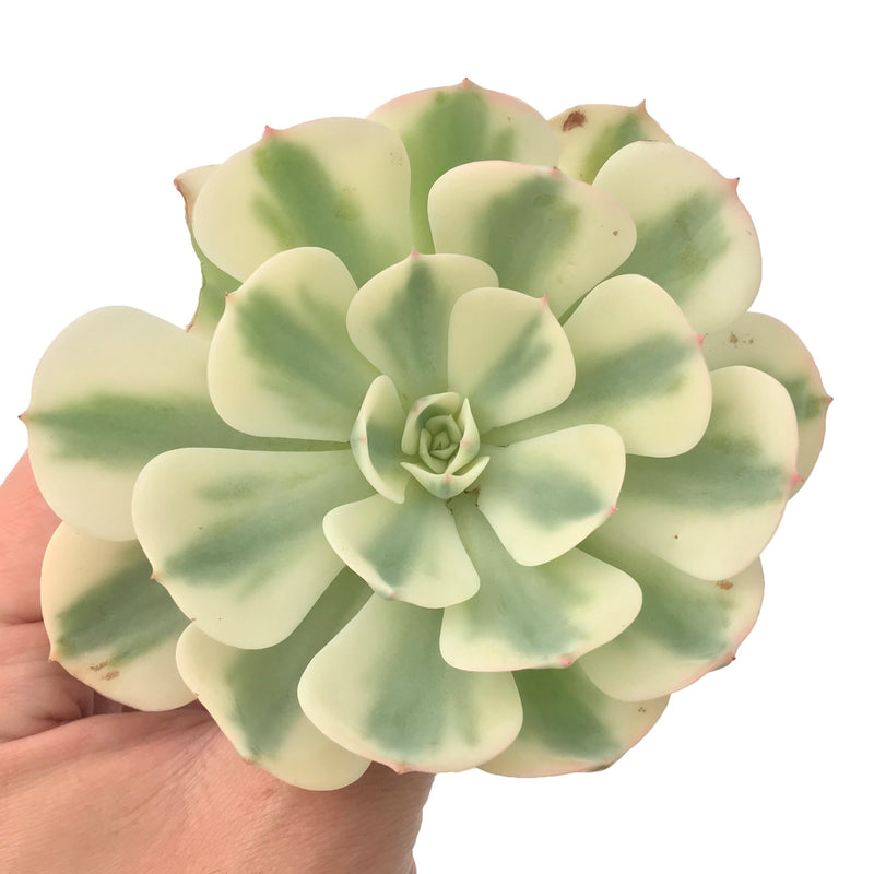 Echeveria 'Compton Carousel' Variegated 3"-4" Succulent Plant