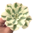 Echeveria 'Compton Carousel' Variegated 5" Succulent Plant