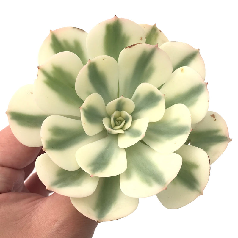 Echeveria 'Compton Carousel' Variegated 5" Succulent Plant