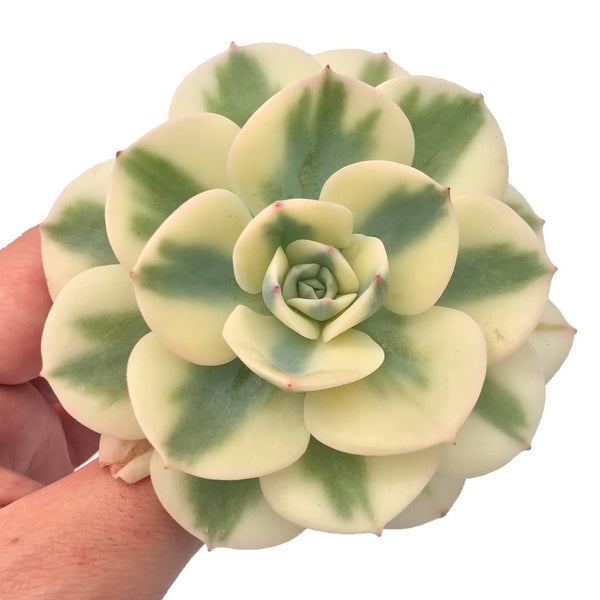 Echeveria 'Compton Carousel' 3” Rare Succulent Plant