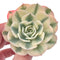 Echeveria Compton Variegated 3" Rare Succulent Plant