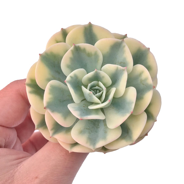 Echeveria Compton Variegated 3" Rare Succulent Plant