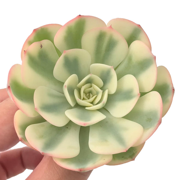 Echeveria 'Compton Carousel' Variegated 3" Succulent Plant