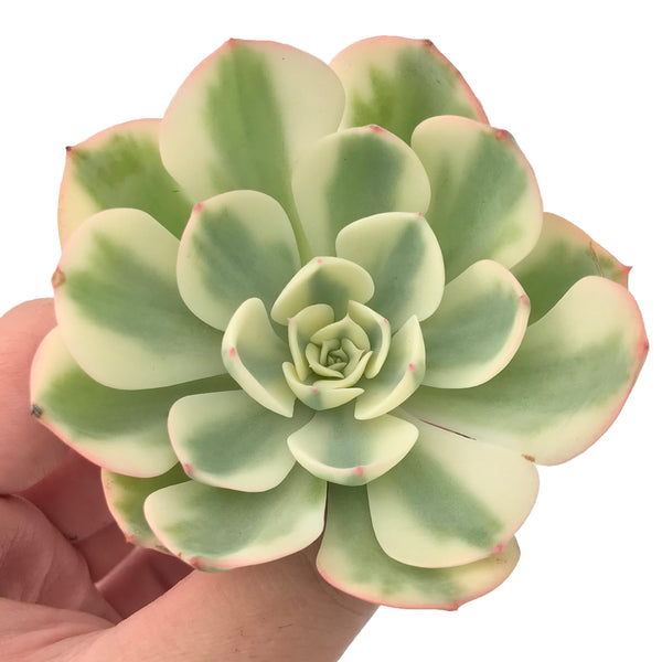 Echeveria 'Compton Carousel' Variegated 3" Succulent Plant