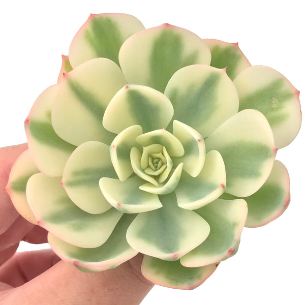 Echeveria 'Compton Carousel' Variegated 3" Succulent Plant