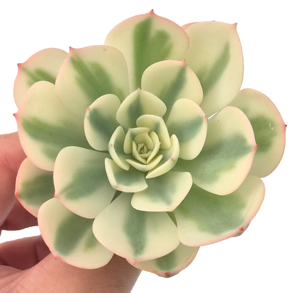 Echeveria 'Compton Carousel' Variegated 3" Succulent Plant