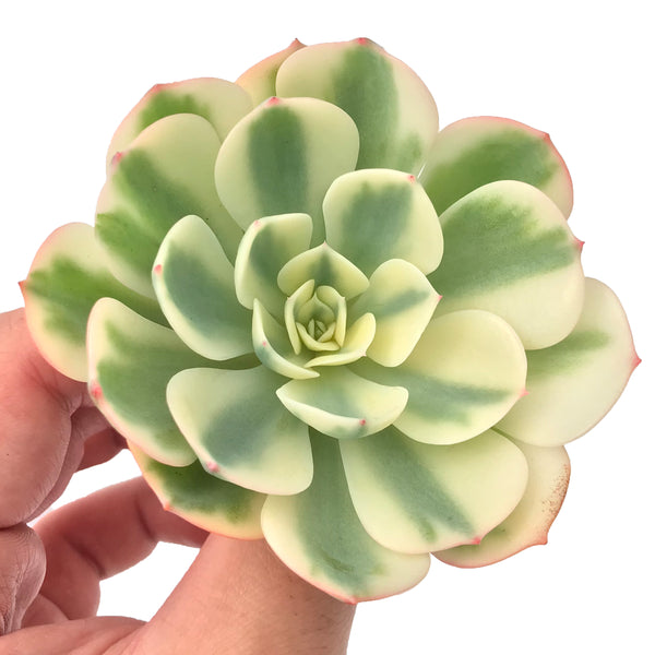 Echeveria 'Compton Carousel' Variegated 3" Succulent Plant