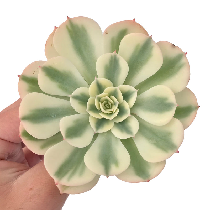 Echeveria 'Compton Carousel' Variegated 4" Succulent Plant