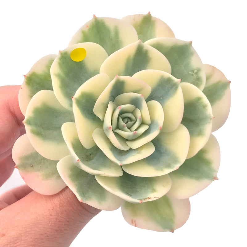 Echeveria ‘Compton Carousel’ 3" Variegated Rare Succulent Plant