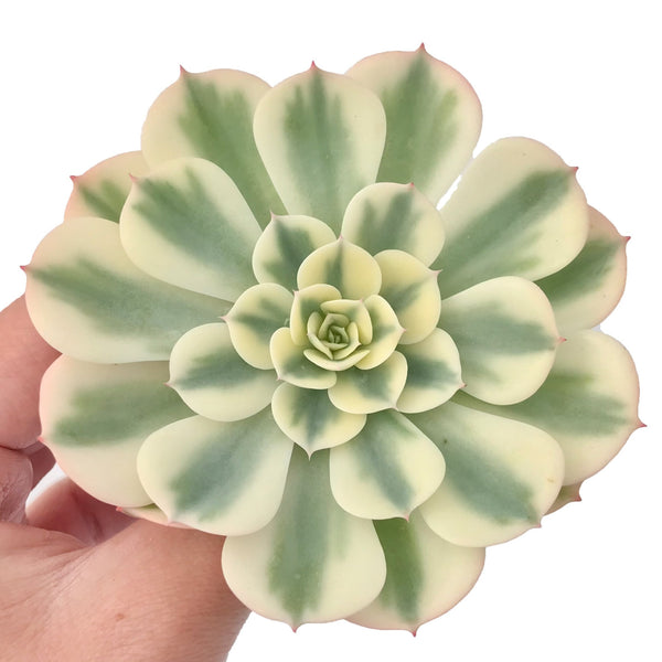 Echeveria 'Compton Carousel' Variegated 4" Succulent Plant