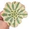 Echeveria 'Compton Carousel' Variegated 4" Succulent Plant