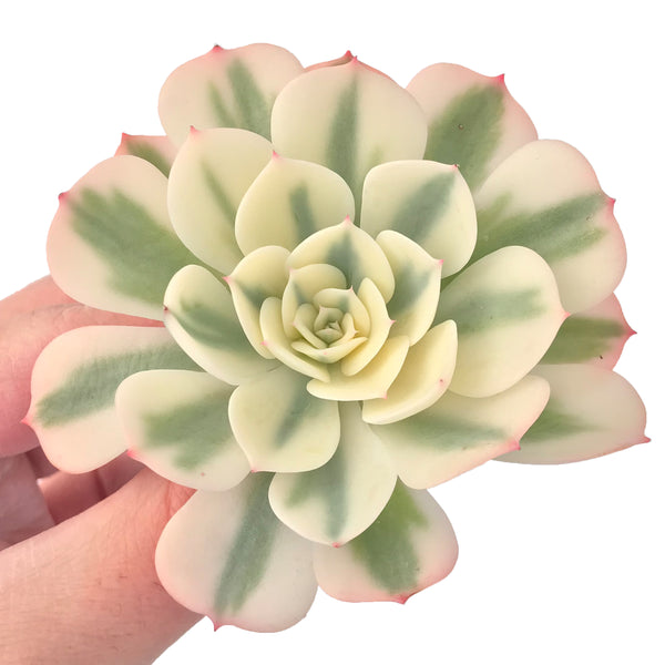 Echeveria 'Compton Carousel' Variegated 2" Succulent Plant