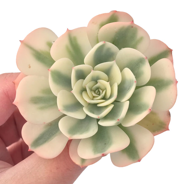 Echeveria 'Compton Carousel' Variegated 2" Succulent Plant