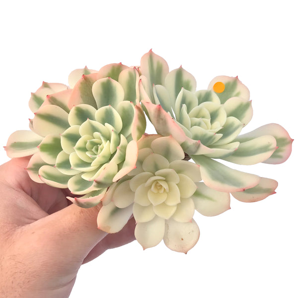 Echeveria 'Compton Carousel' Variegated 5" Succulent Plant