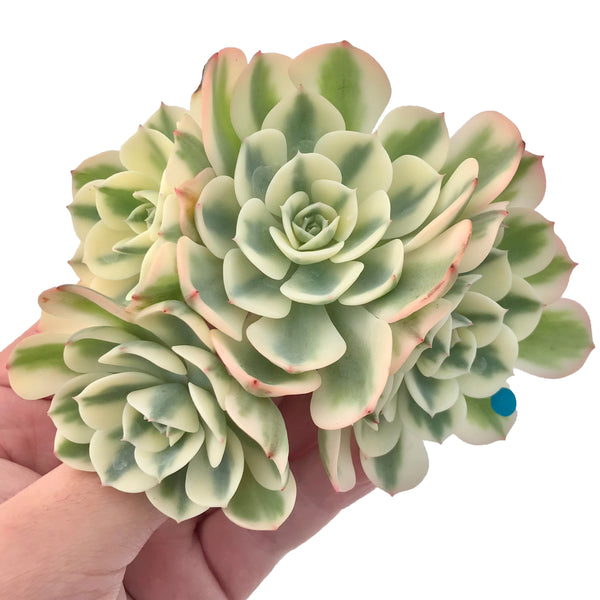 Echeveria 'Compton Carousel' Variegated 5" Succulent Plant