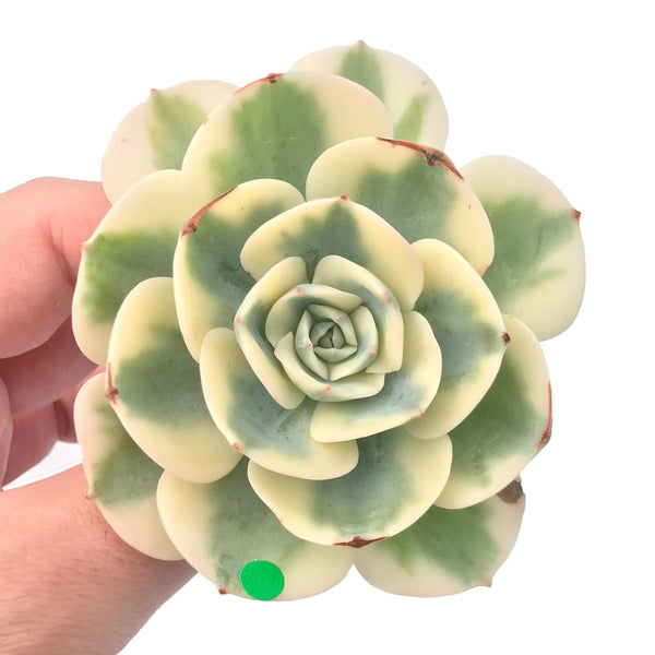 Echeveria ‘Compton Carousel’ 3" Variegated Rare Succulent Plant