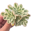 Echeveria 'Compton Carousel' Variegated 3"-4" Succulent Plant