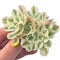 Echeveria 'Compton Carousel' Variegated 3"-4" Succulent Plant