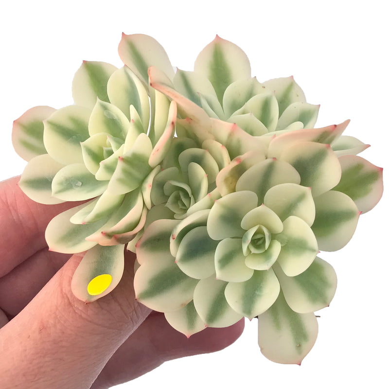 Echeveria 'Compton Carousel' Variegated 3"-4" Succulent Plant