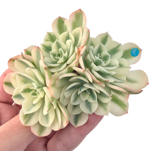 Echeveria 'Compton Carousel' Variegated 3"-4" Succulent Plant