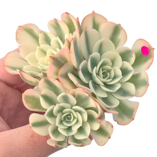 Echeveria 'Compton Carousel' Variegated 5" Succulent Plant