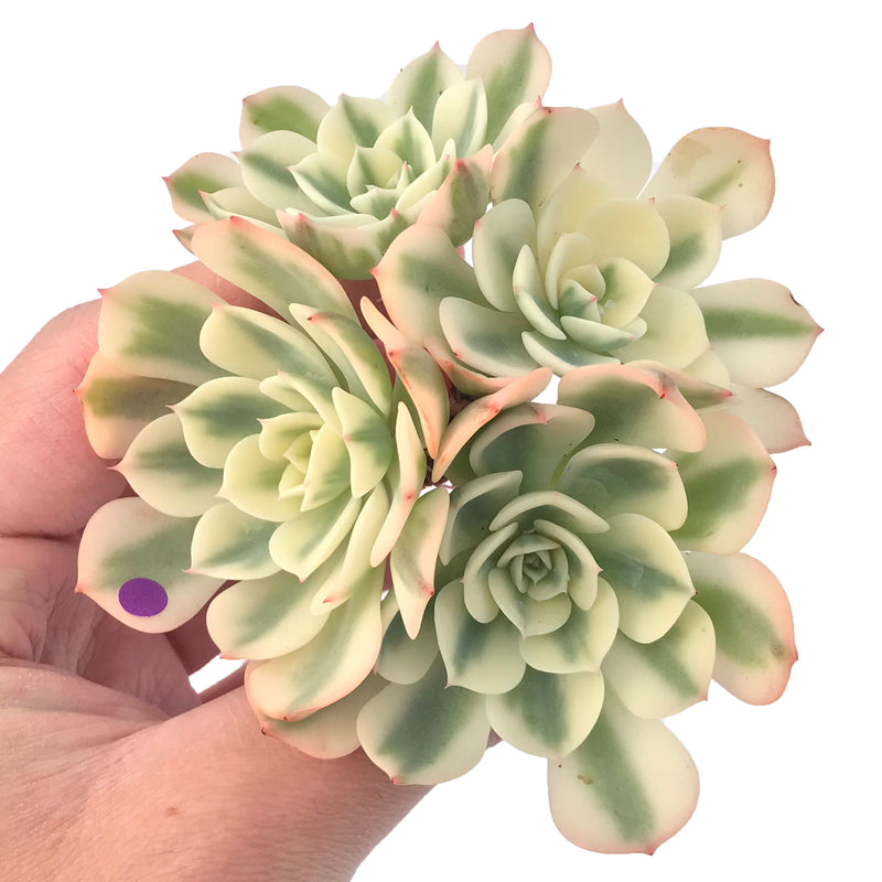 Echeveria 'Compton Carousel' Variegated 5" Succulent Plant