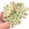 Echeveria 'Compton Carousel' Variegated 5" Succulent Plant