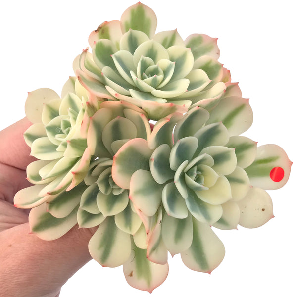 Echeveria 'Compton Carousel' Variegated 5" Succulent Plant