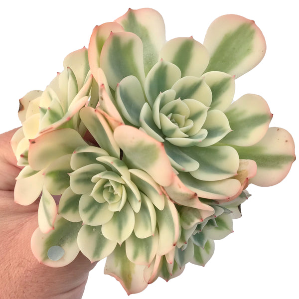 Echeveria 'Compton Carousel' Variegated 5" Succulent Plant