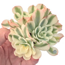 Echeveria 'Compton Carousel' Variegated 5" Succulent Plant