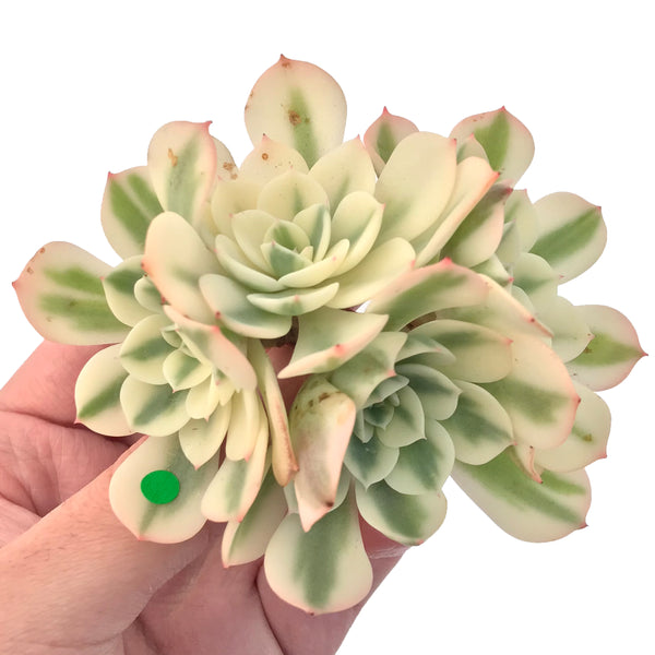 Echeveria 'Compton Carousel' Variegated 5" Succulent Plant