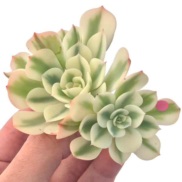 Echeveria 'Compton Carousel' Variegated 3"-4" Succulent Plant