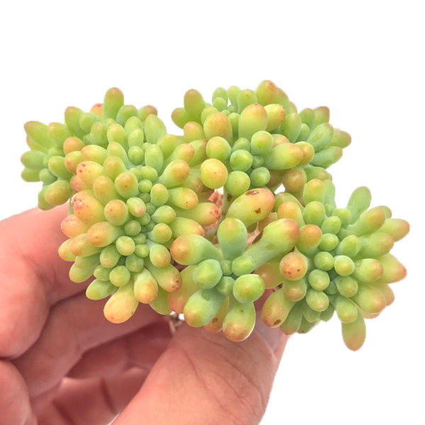 Sedum 'Pachyphyllum' Crested Cluster Small 2" Succulent Plant